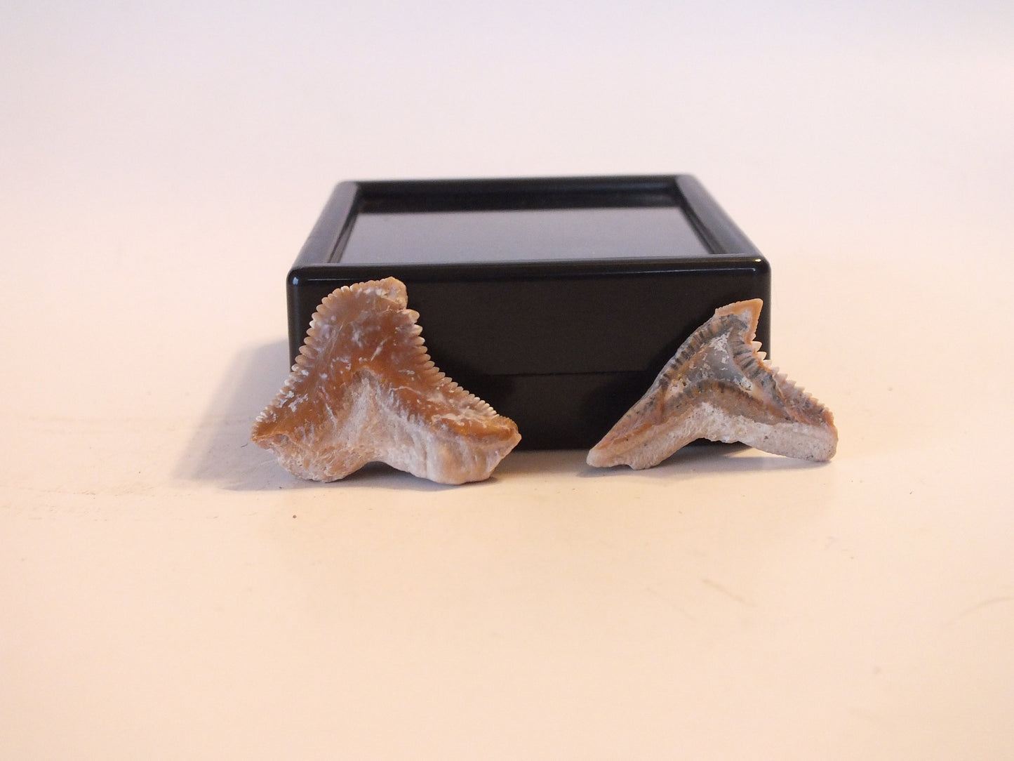 Pair of Extinct Tiger Shark (Morocco)