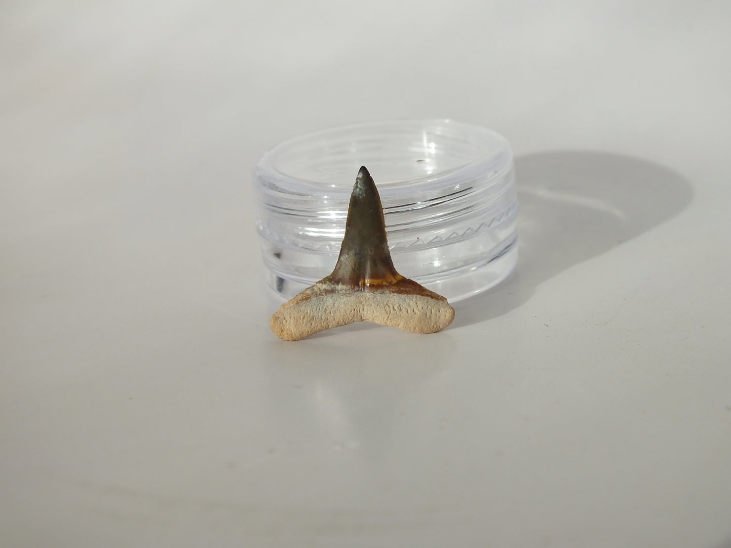0.76" Fossil Lemon Shark Tooth (Bone Valley)