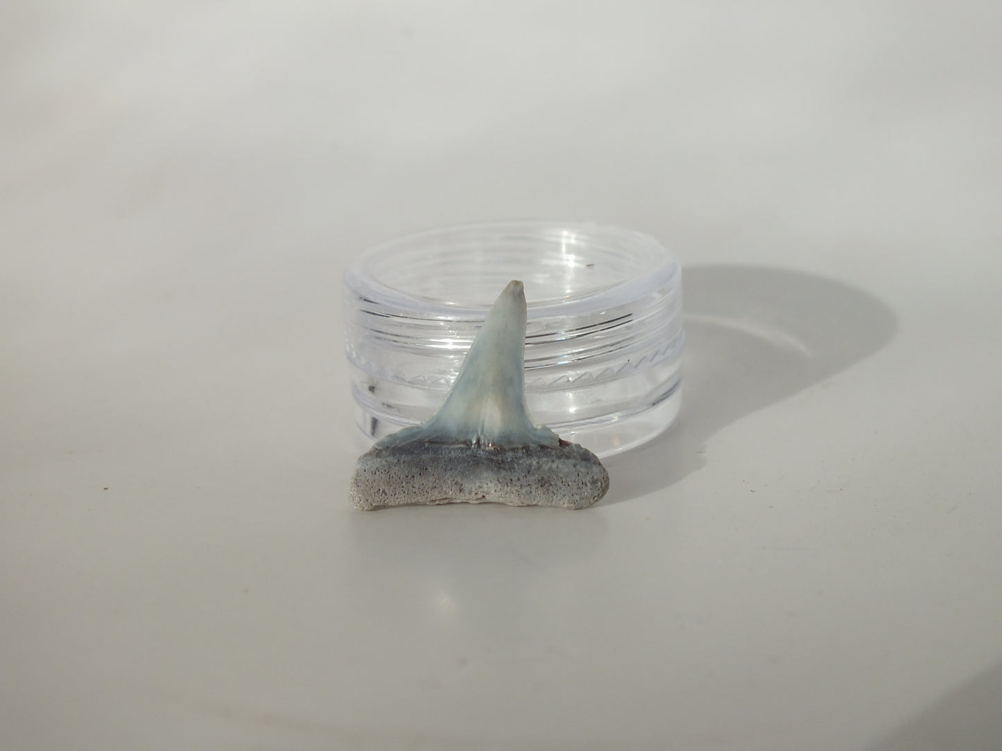 0.88" Fossil Lemon Shark Tooth (Bone Valley)