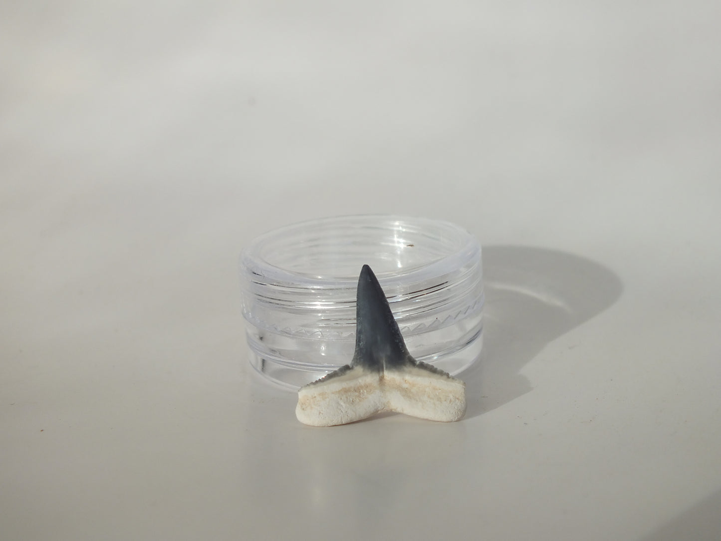 0.79" Fossil Lemon Shark Tooth (Bone Valley)