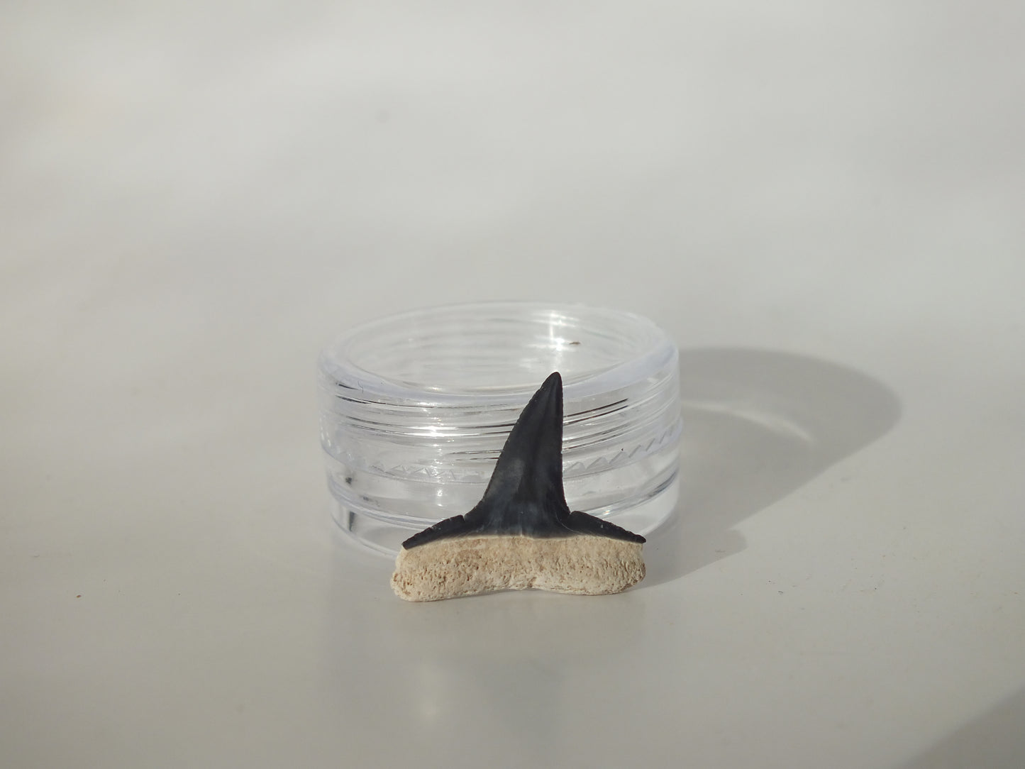 0.79" Fossil Lemon Shark Tooth (Bone Valley)