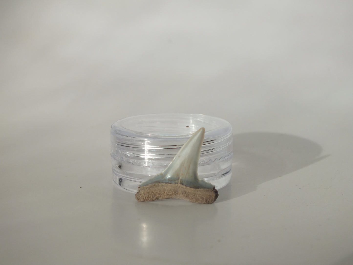 0.84" Fossil Lemon Shark Tooth (Bone Valley)