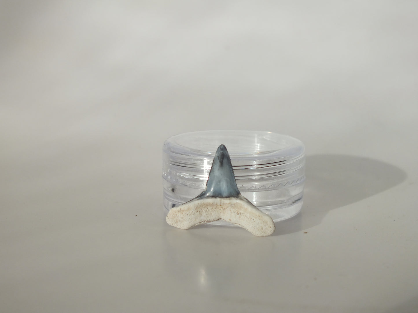 0.75" Fossil Lemon Shark Tooth (Bone Valley)