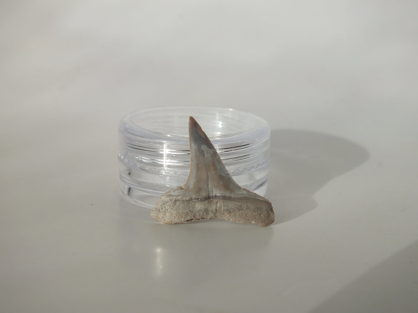 0.94" Fossil Lemon Shark Tooth (Bone Valley)