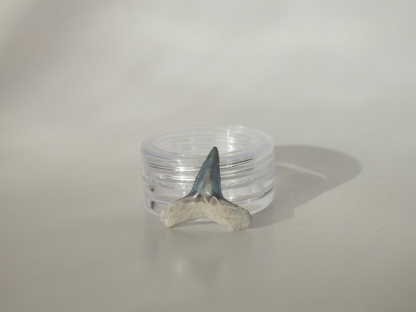 0.73" Fossil Lemon Shark Tooth (Bone Valley)