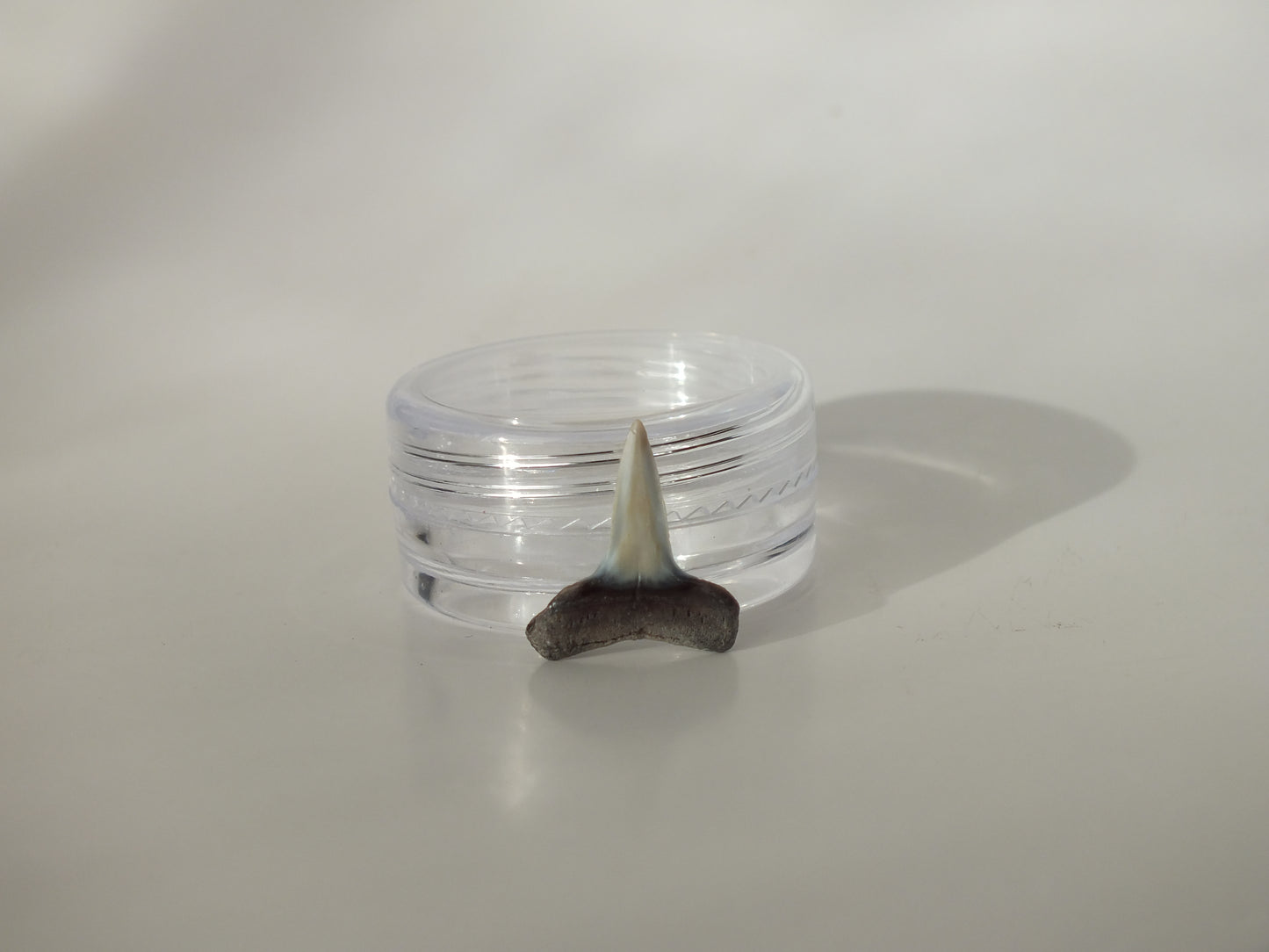 0.62" Fossil Lemon Shark Tooth (Bone Valley)