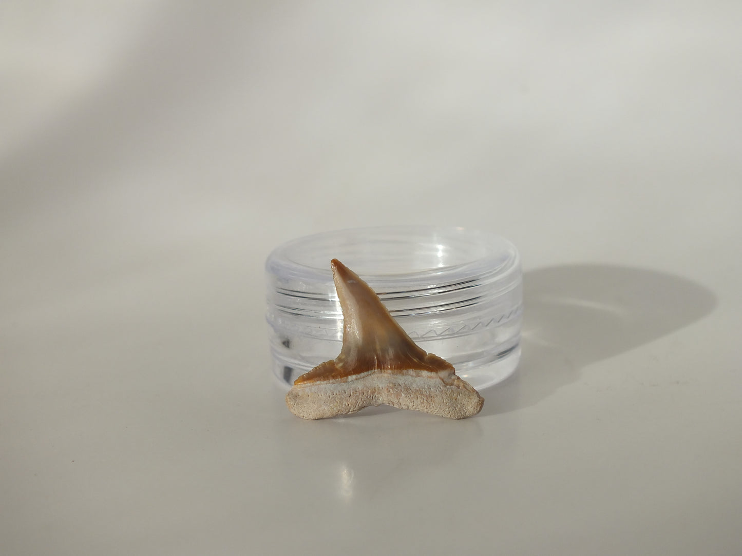 0.86" Fossil Lemon Shark Tooth (Bone Valley)