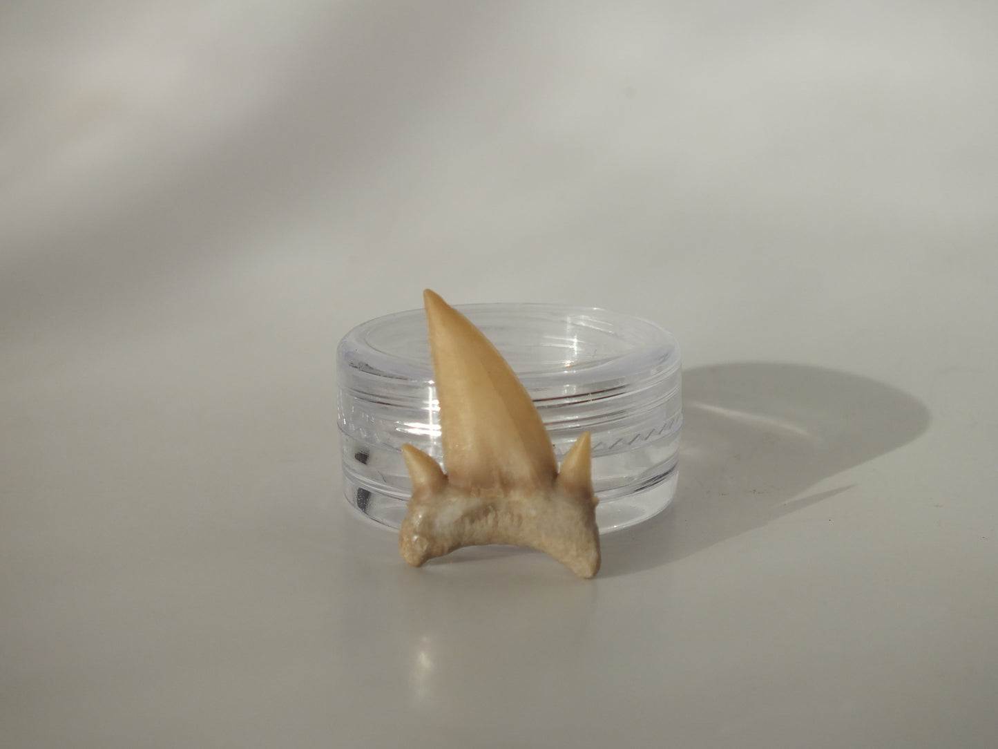 0.99" Serratolamna Ascheroni (Morocco)