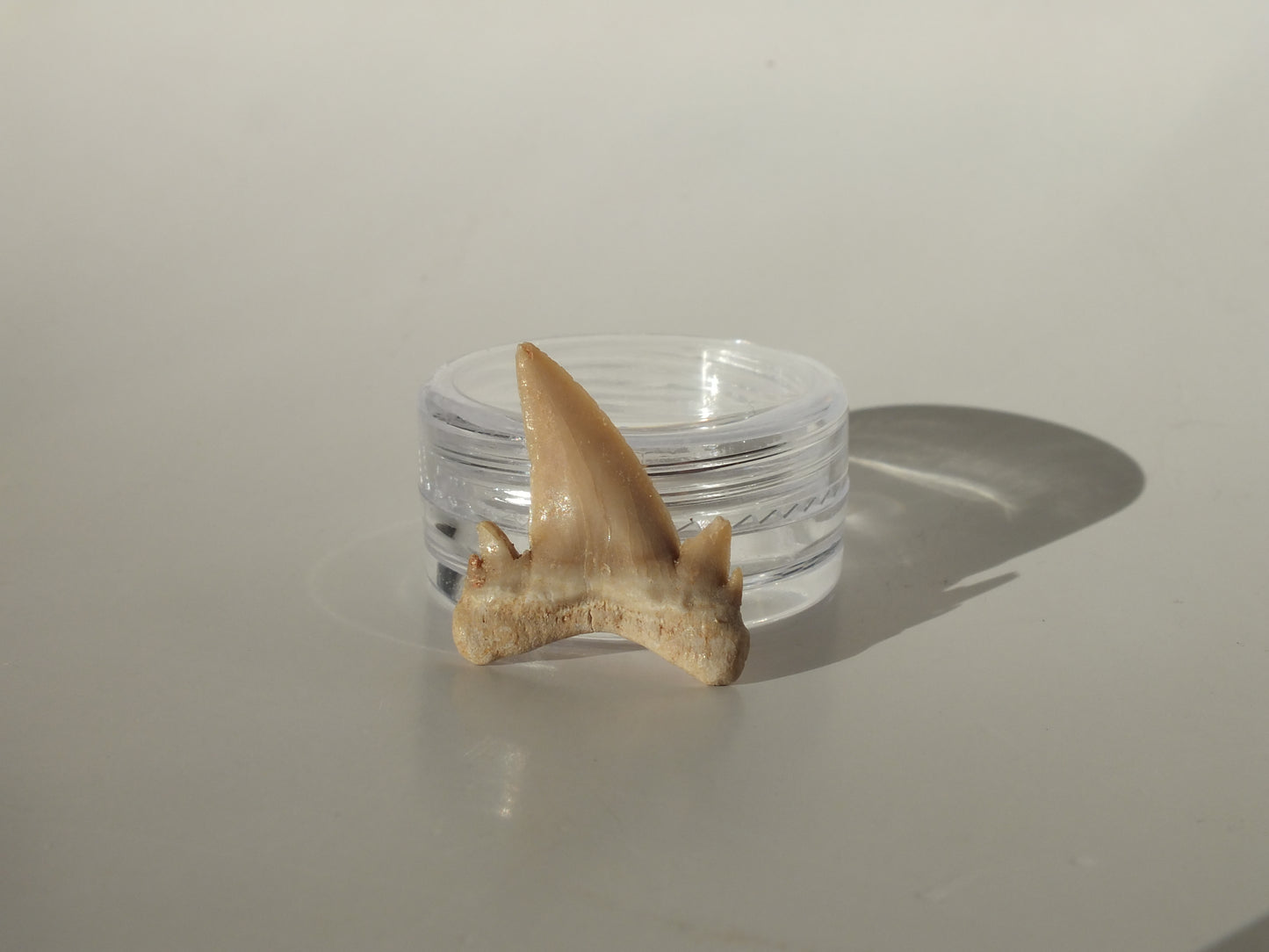 0.96" Serratolamna Ascheroni (Morocco)