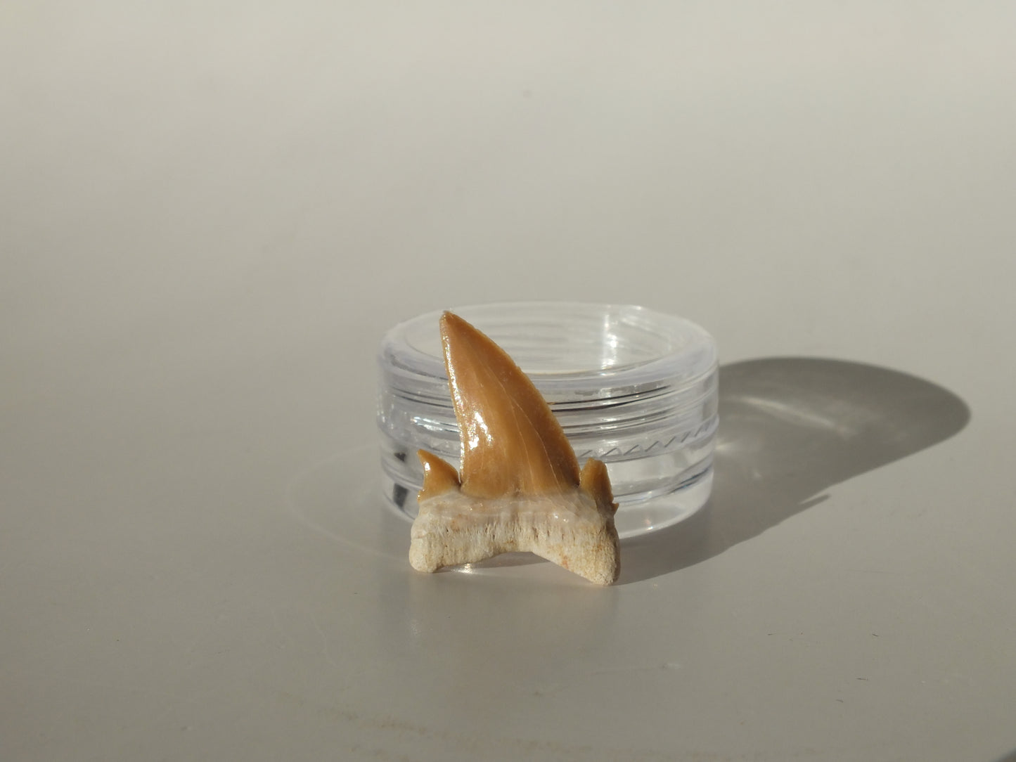 0.97" Serratolamna Ascheroni (Morocco)