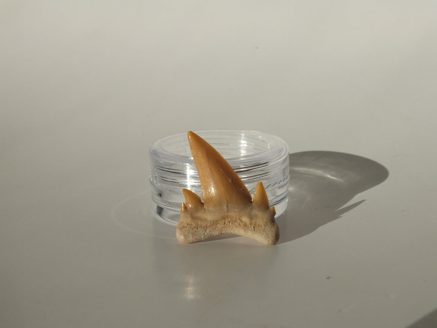 1.04" Serratolamna Ascheroni (Morocco)
