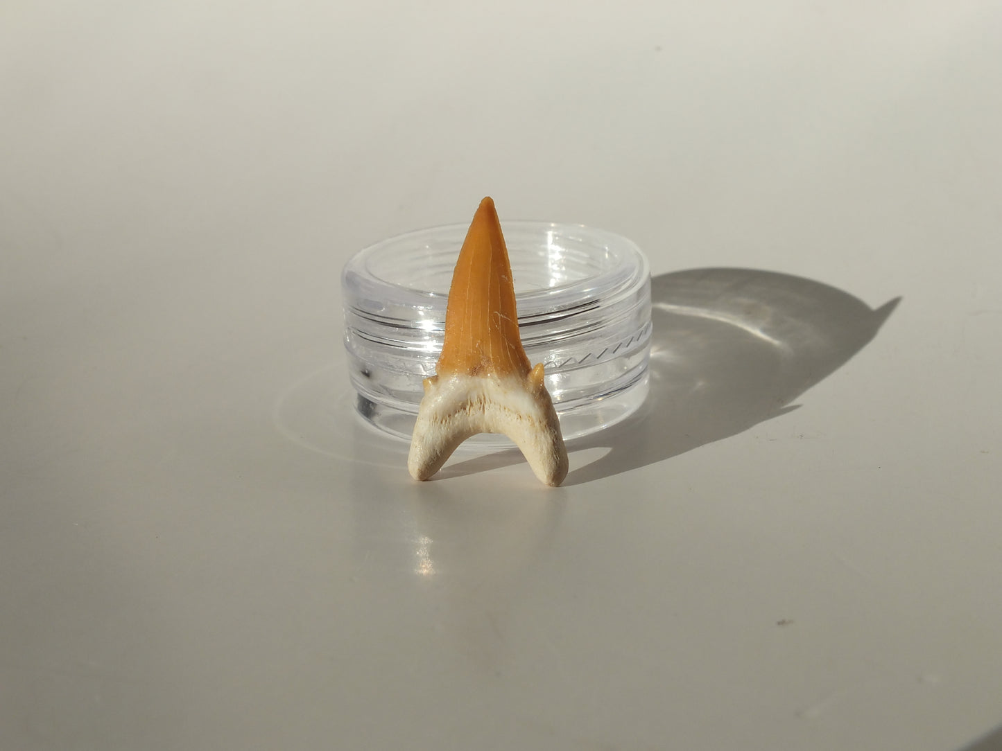 1.01" Goblin Shark Tooth (Morocco)