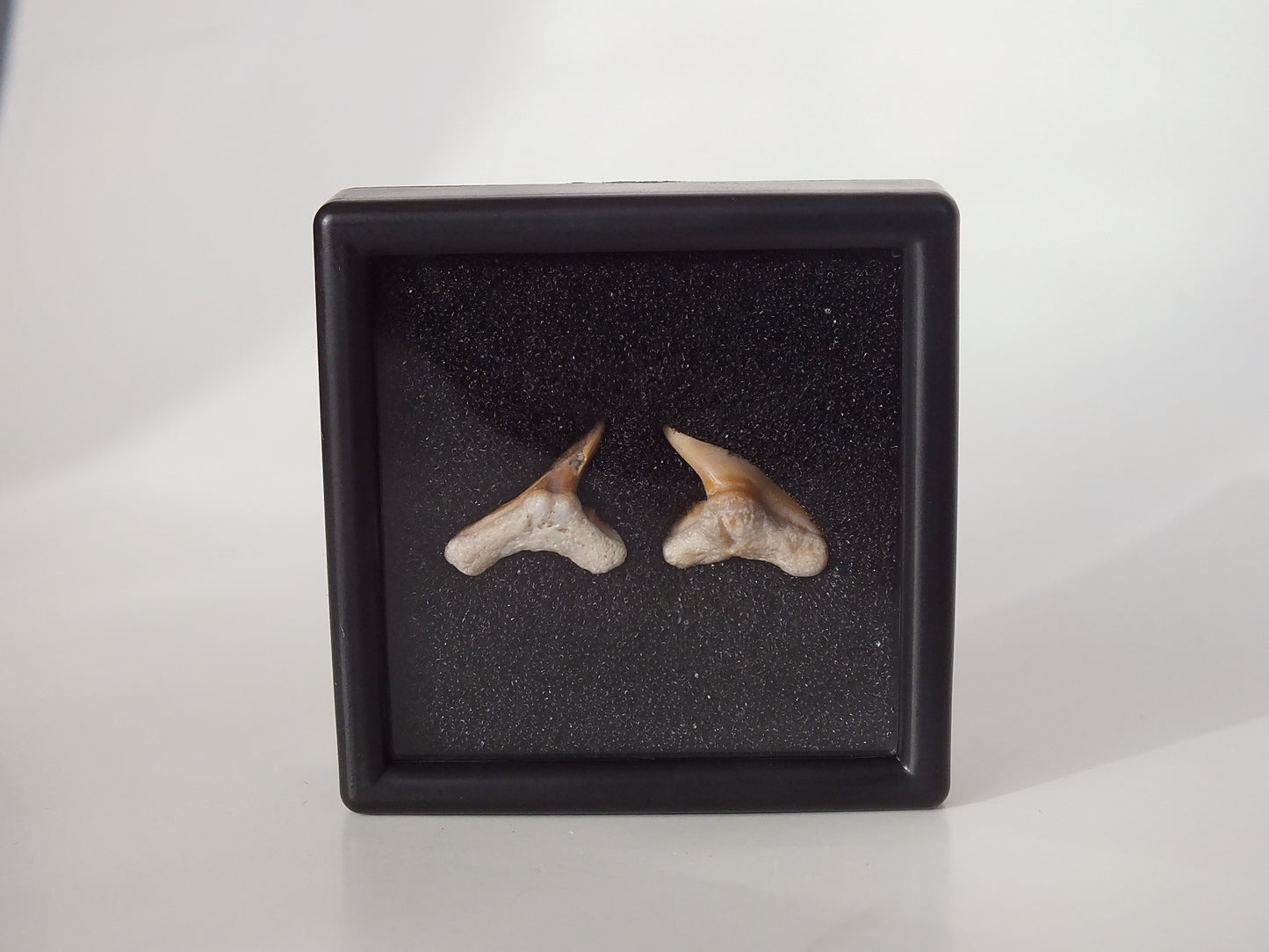 Pair Physogaleus secundus (Morocco)