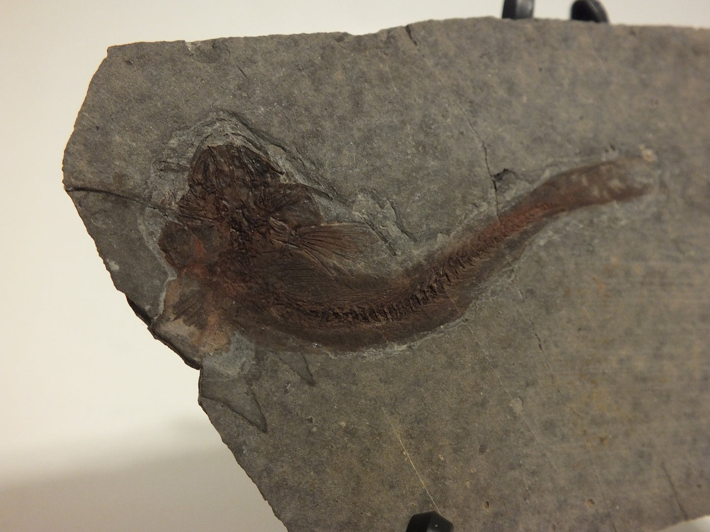 2.3" Lycoptera Davidi (China)