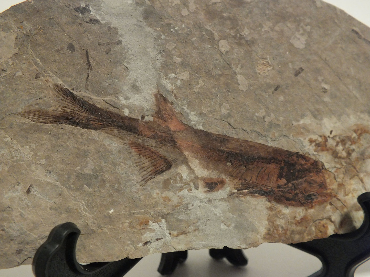 2.9" Lycoptera Davidi (China)