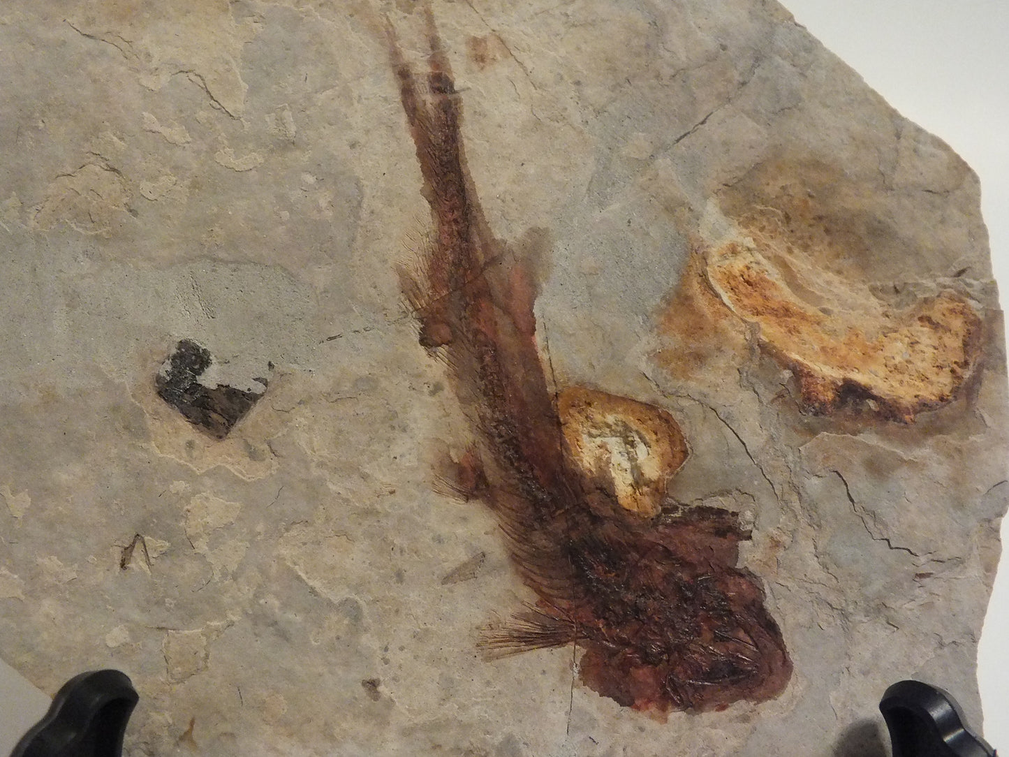 2.46" Lycoptera Davidi (China)