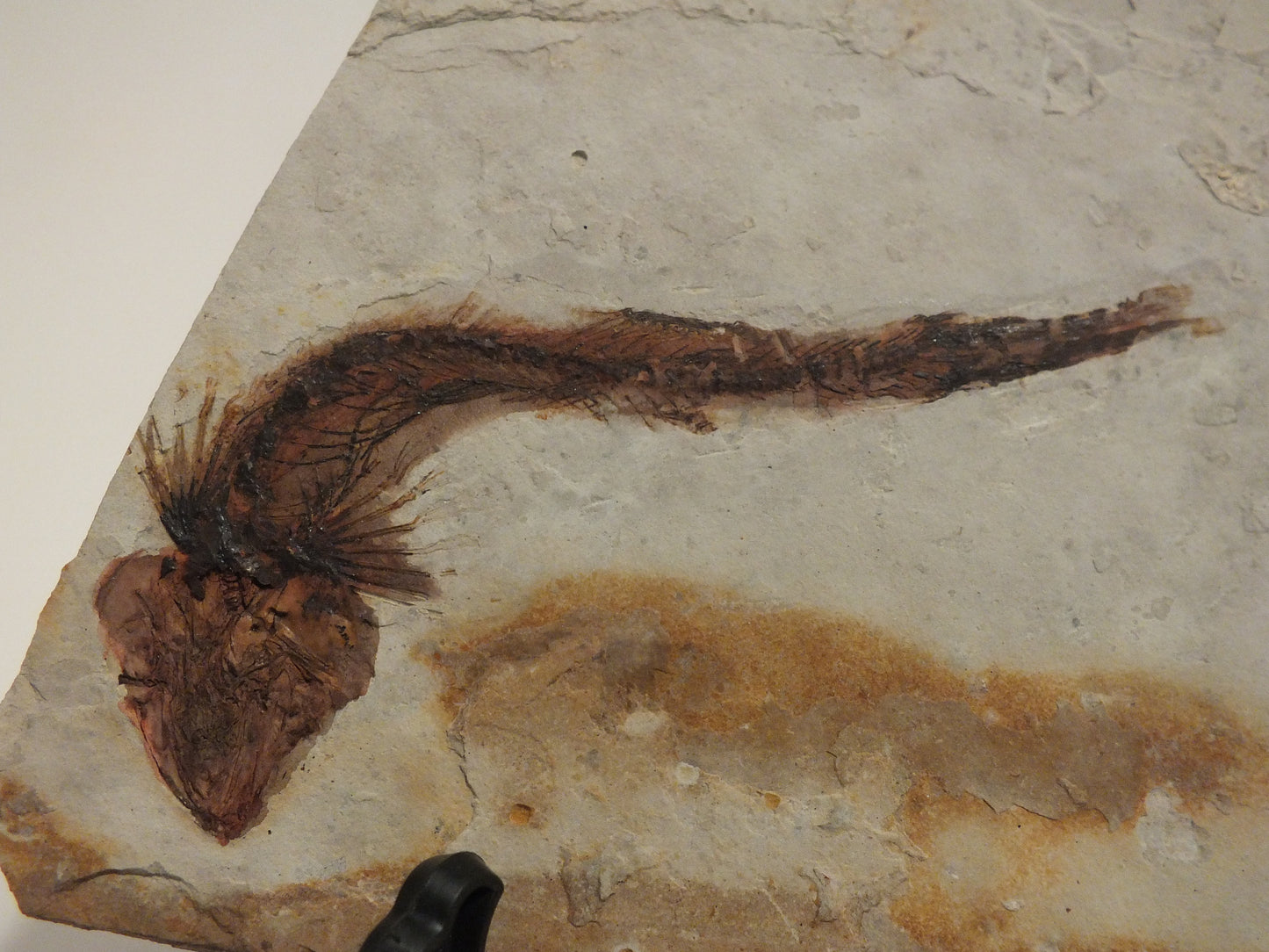 2.73" Lycoptera Davidi (China)