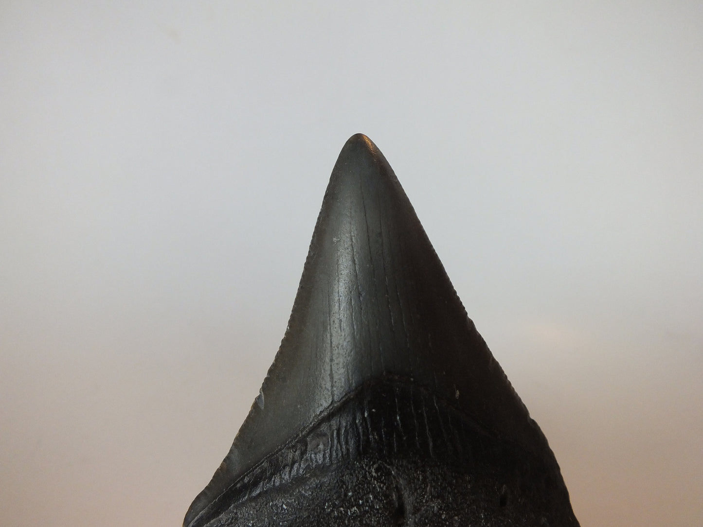 3.12" Megalodon Tooth