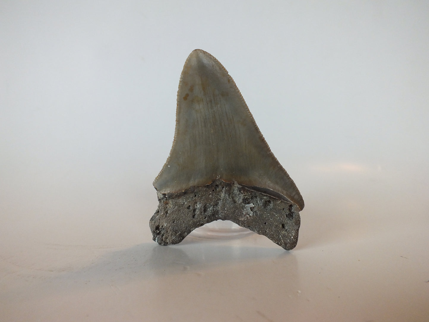 3.11" Megalodon Tooth