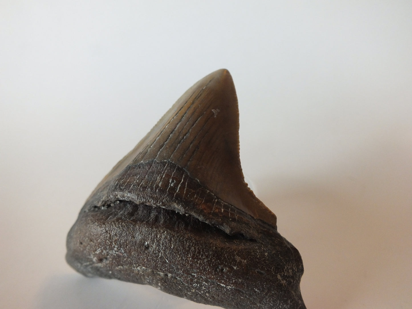 2.98" Megalodon Tooth