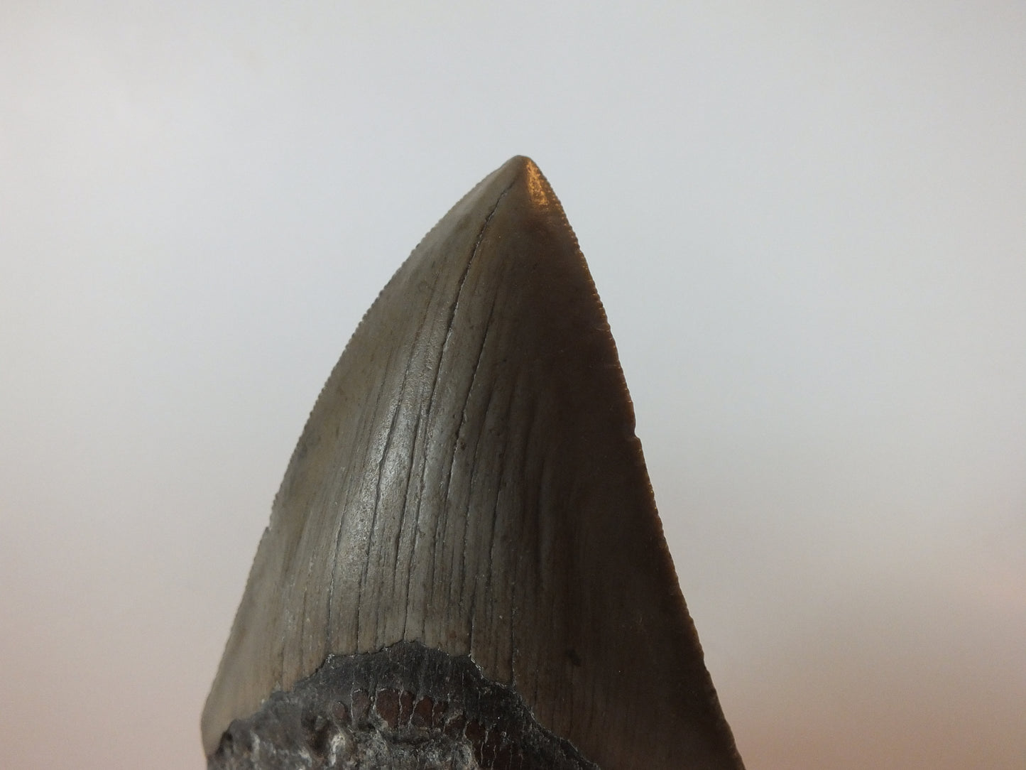 3.8" Megalodon Tooth