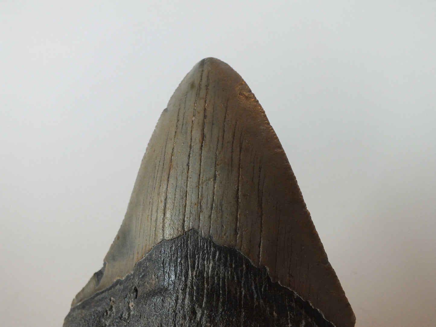4.49" Megalodon Tooth