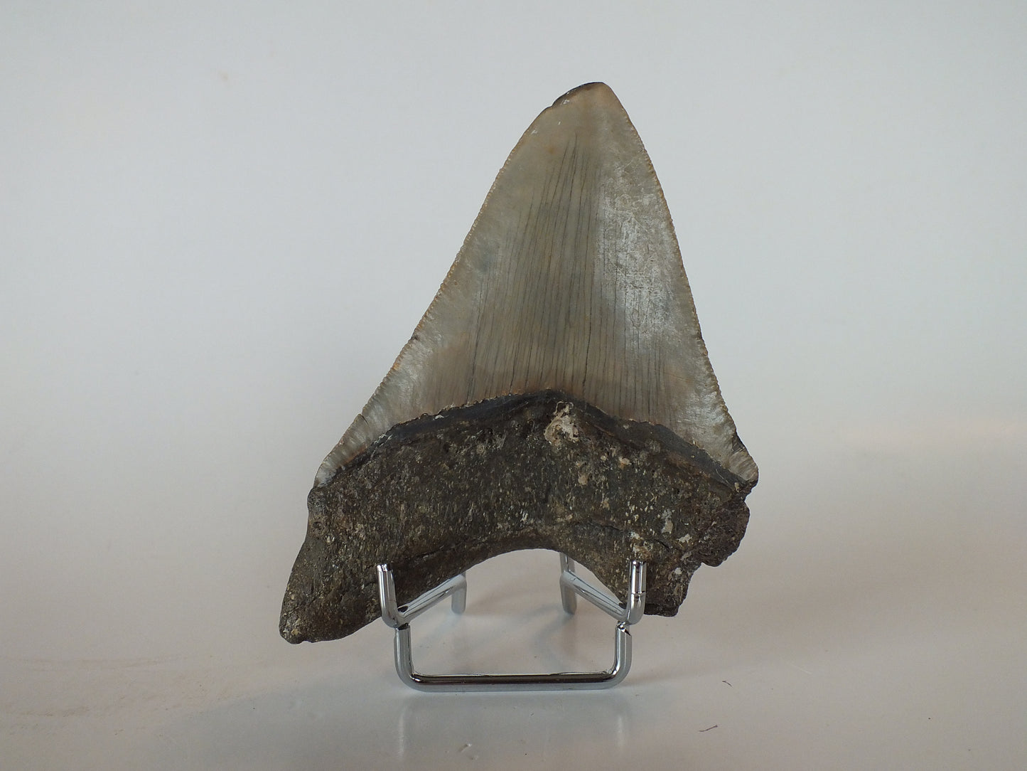 4.3" Megalodon Tooth
