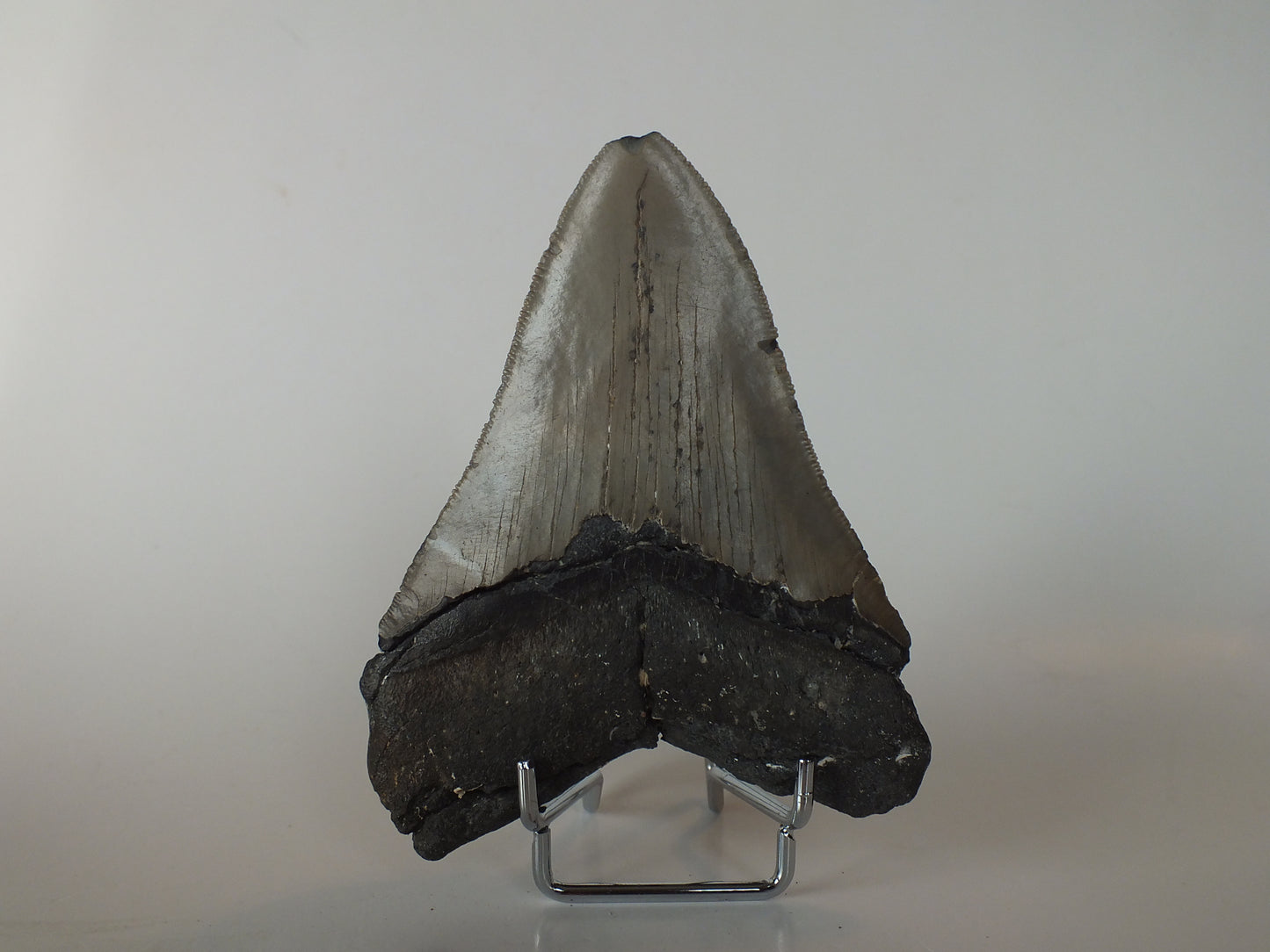 4.6" Megalodon Tooth