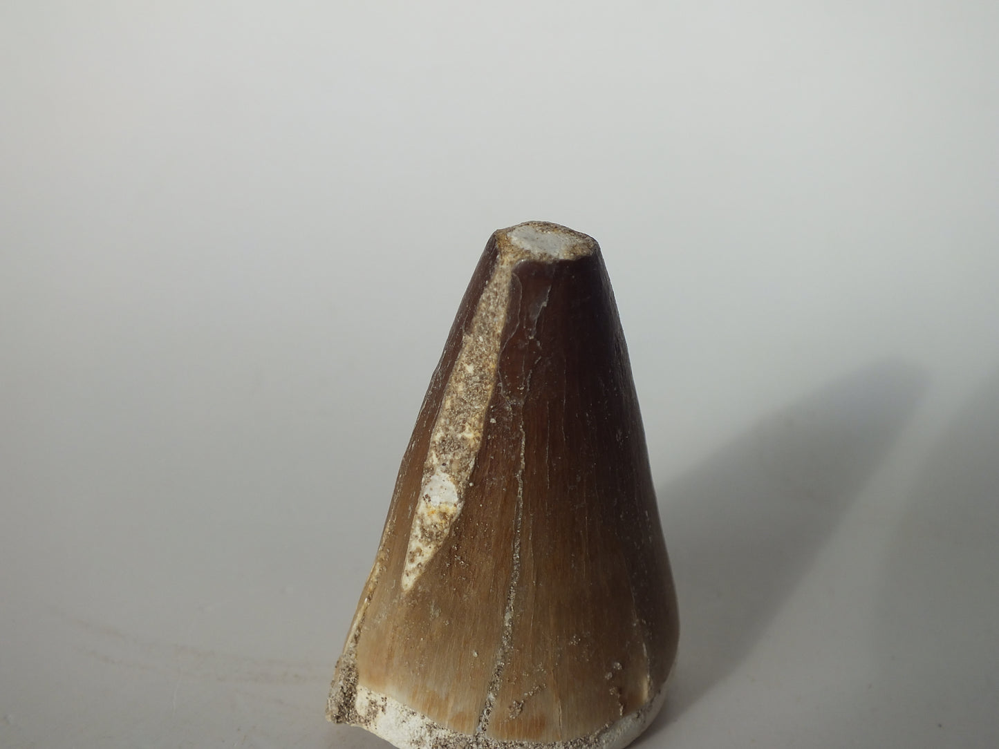1.91" Mosasaurs Prognathodon (Morocco)