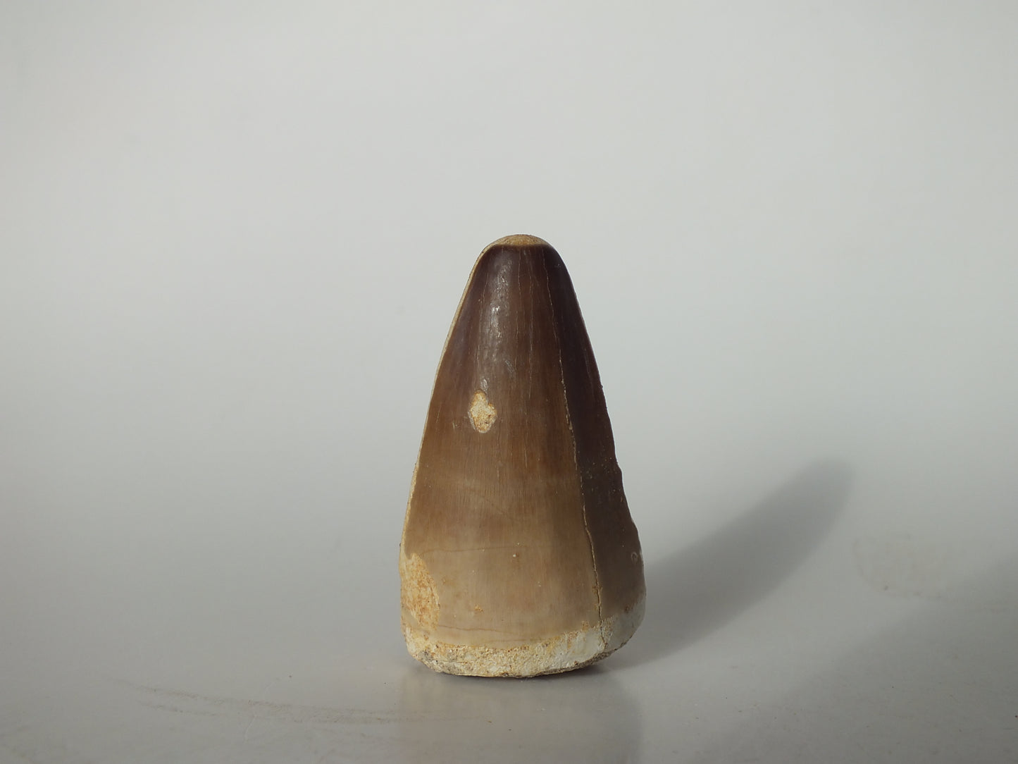 1.86" Mosasaurs Prognathodon (Morocco)