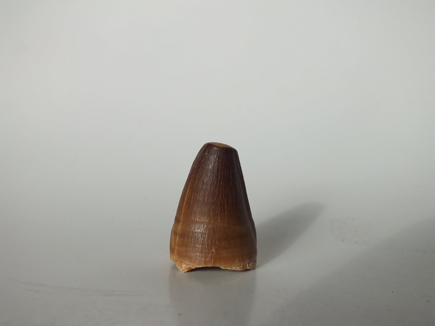 1.38" Mosasaurs Prognathodon (Morocco)