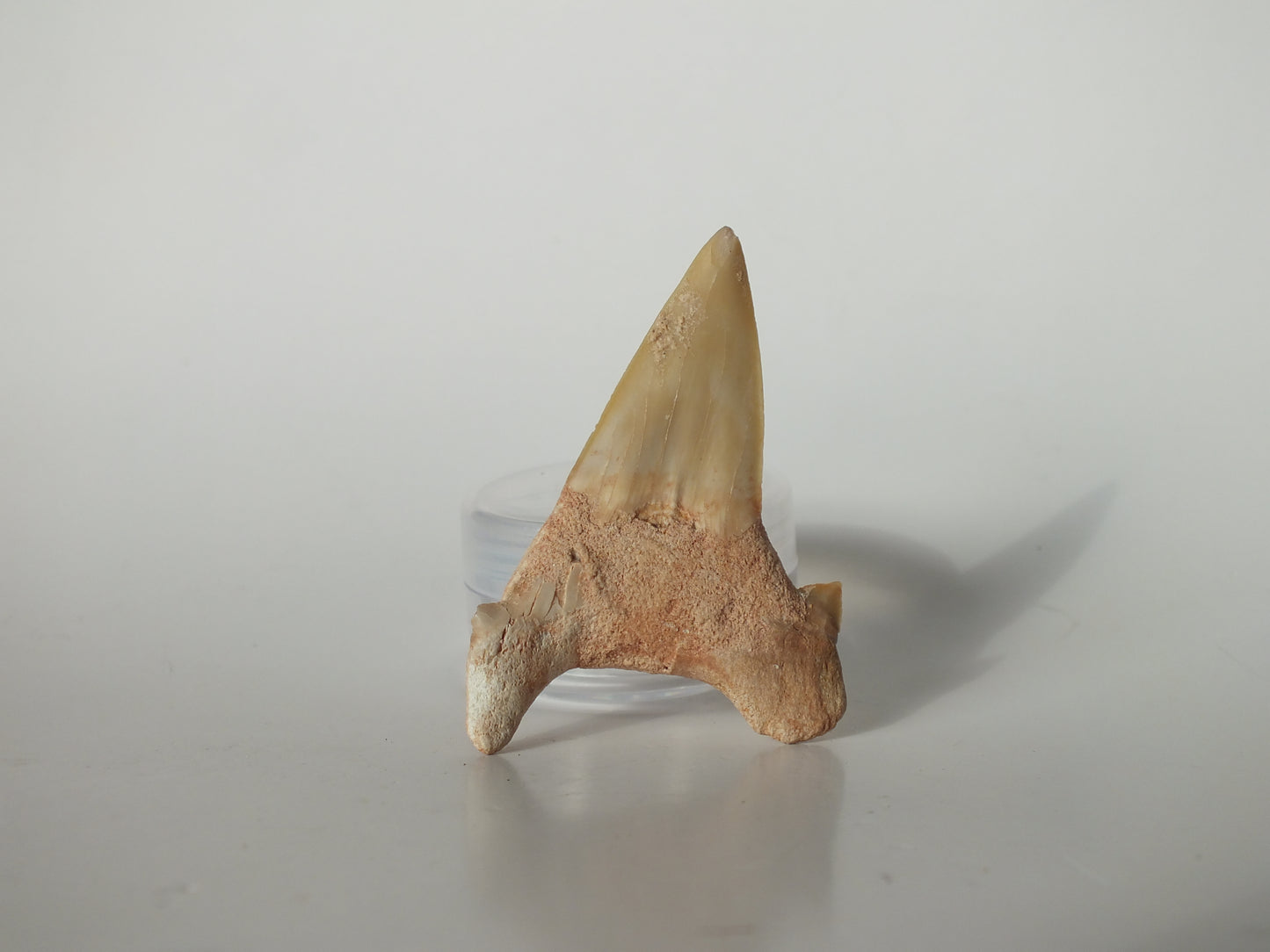 2.28" Otodus Obliquus Tooth (Morocco)