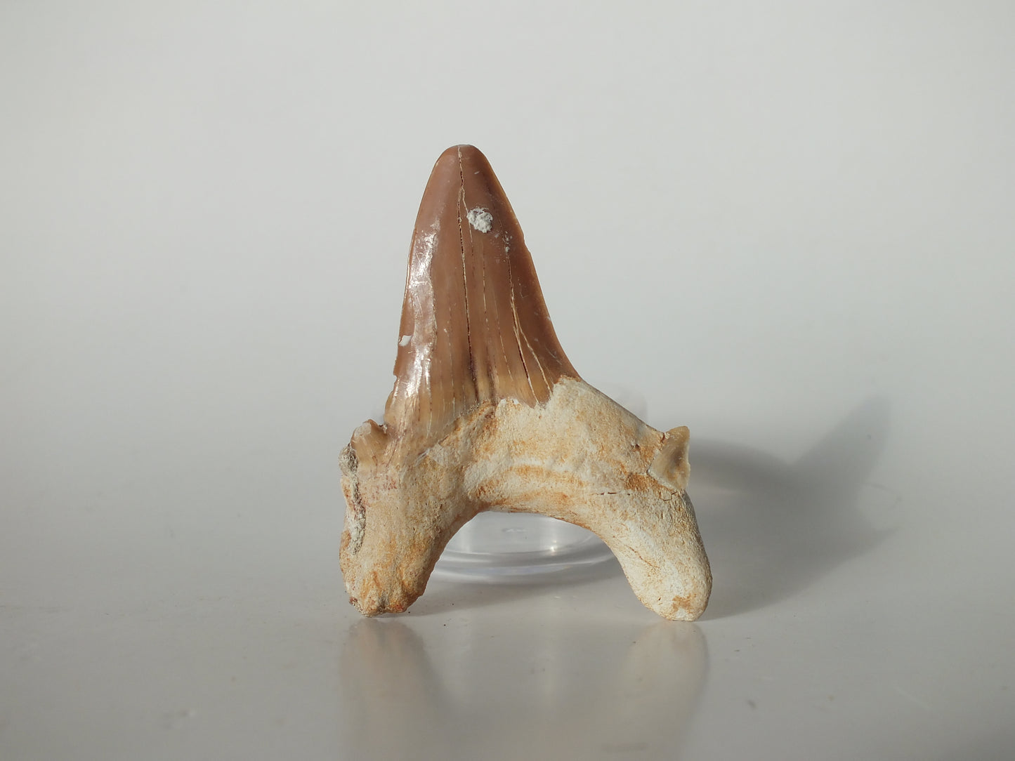2.44" Otodus Obliquus Tooth (Morocco)