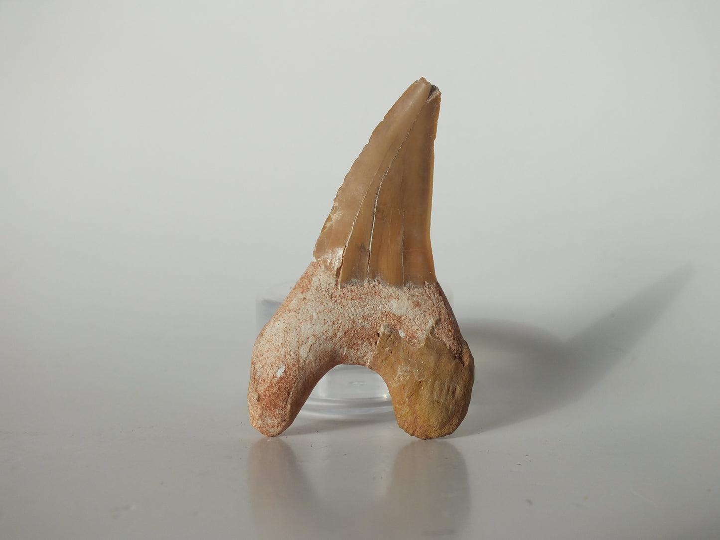 2.55" Otodus Obliquus Tooth (Morocco)