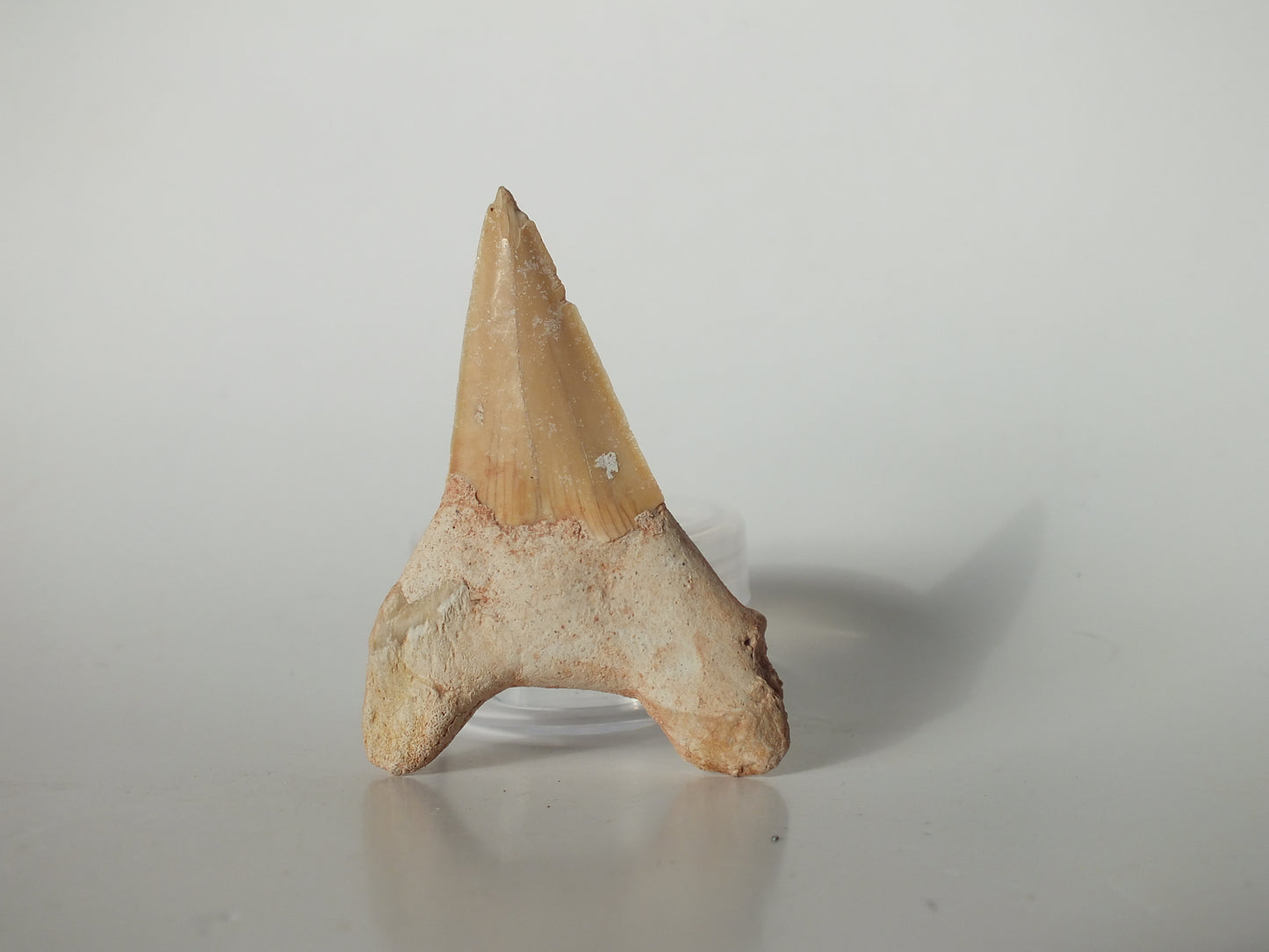 2.48" Otodus Obliquus Tooth