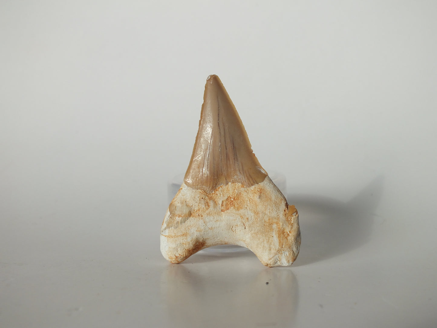 2.23" Otodus Obliquus Tooth (Morocco)