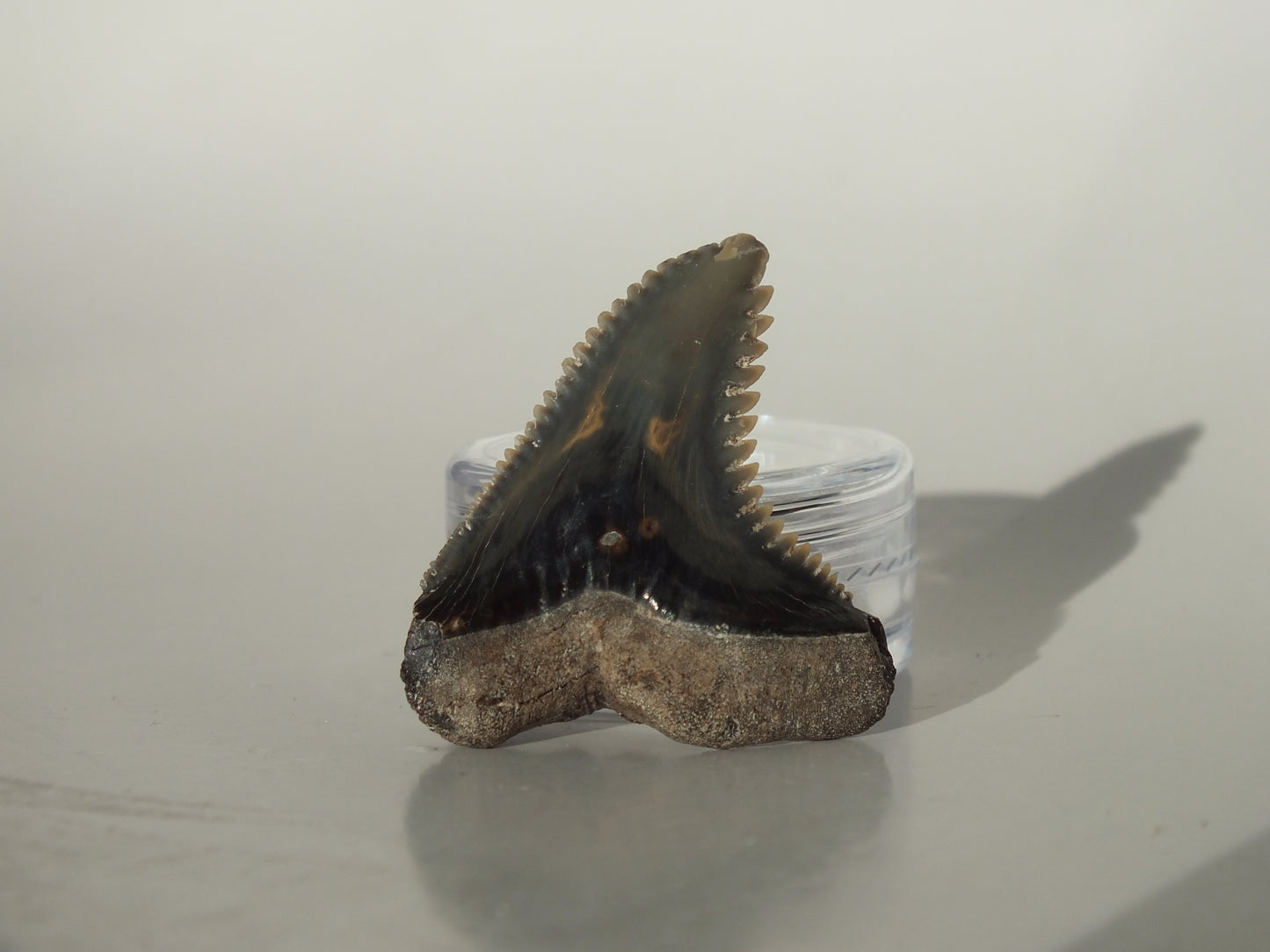 1.37" Hemipristis Serra Tooth (Virginia)
