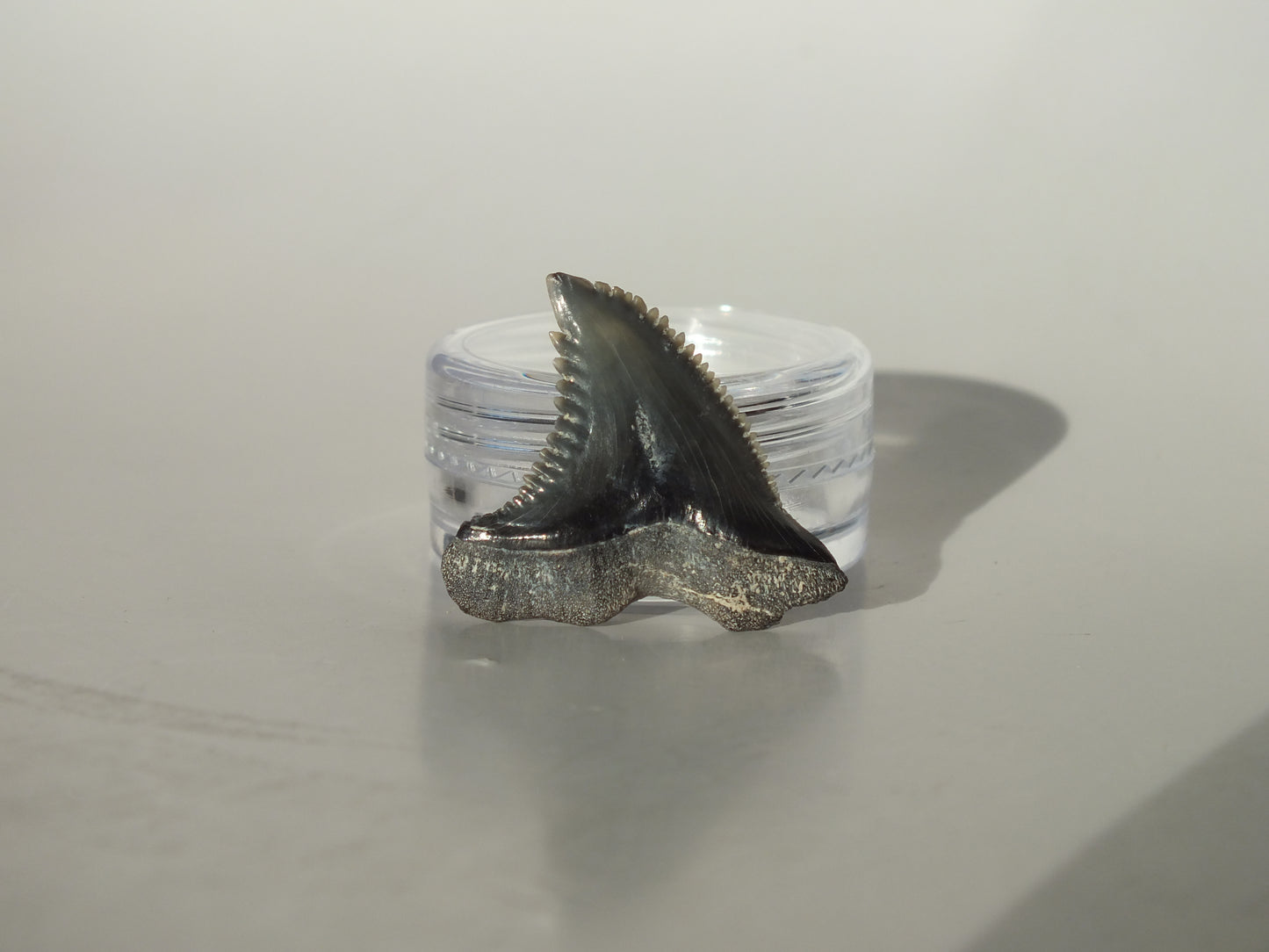 1.03"Hemipristis Serra Tooth (Virginia)
