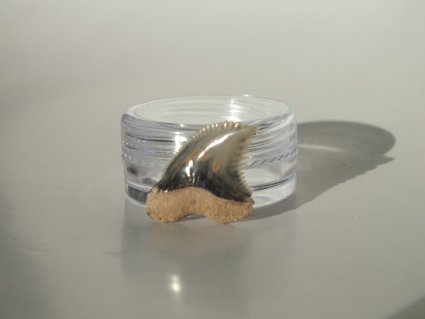 0.84"Hemipristis Serra Tooth (Bone Valley)