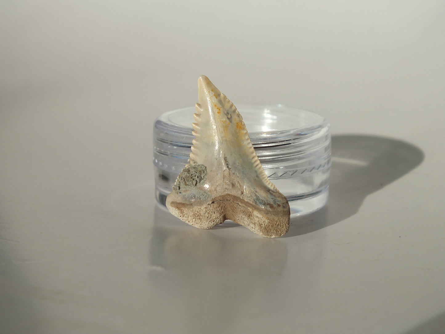 1.07" Hemipristis Serra Tooth (Bone Valley)