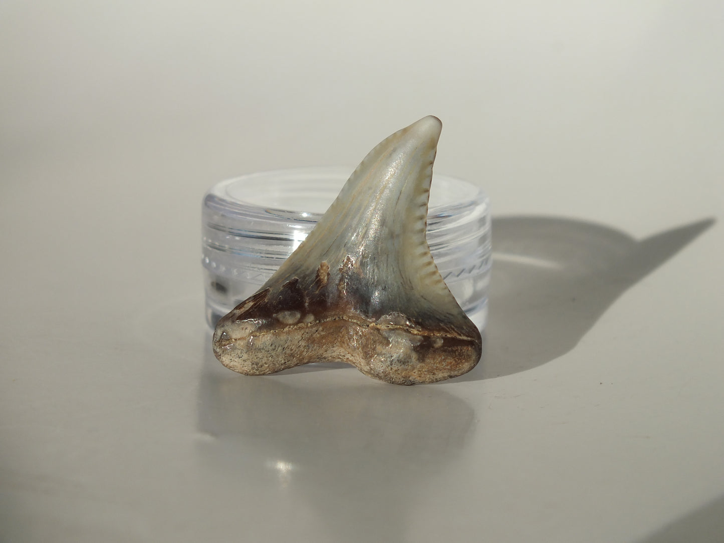 1.19" Hemipristis Serra Tooth (Bone Valley)