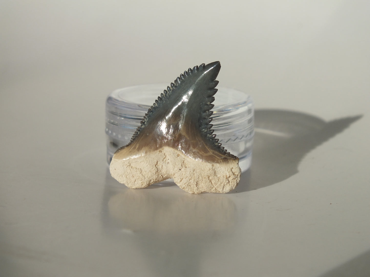 1.14" Hemipristis Serra Tooth (Bone Valley)
