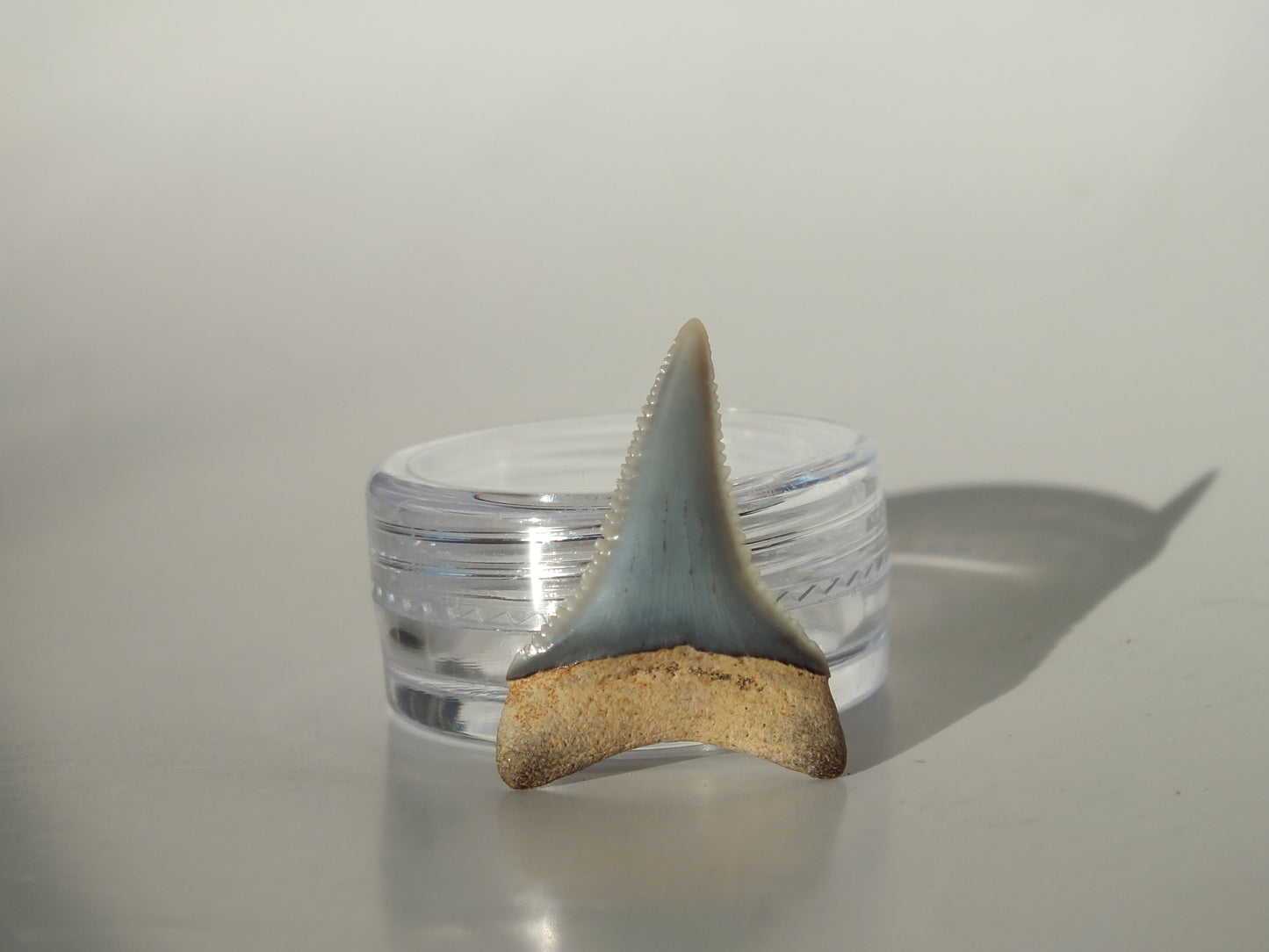 1.06" Great White Fossil Tooth (Peru)