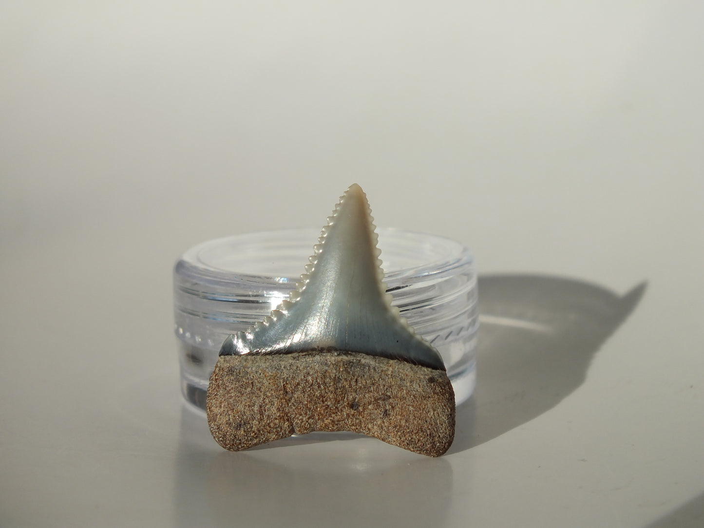 1.03" Great White Fossil Tooth (Peru)