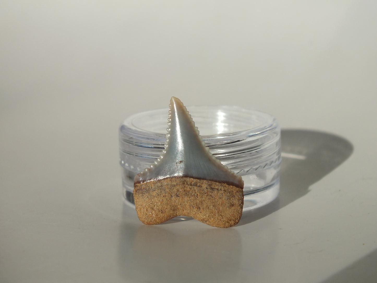 0.95" Great White Fossil Tooth (Peru)