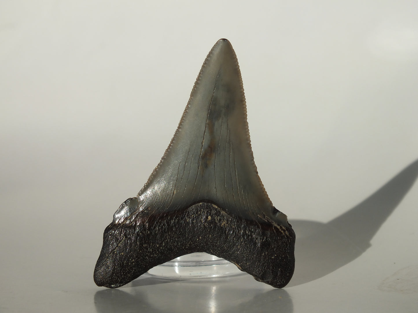 2.11" Angustidens Tooth (South Carolina)