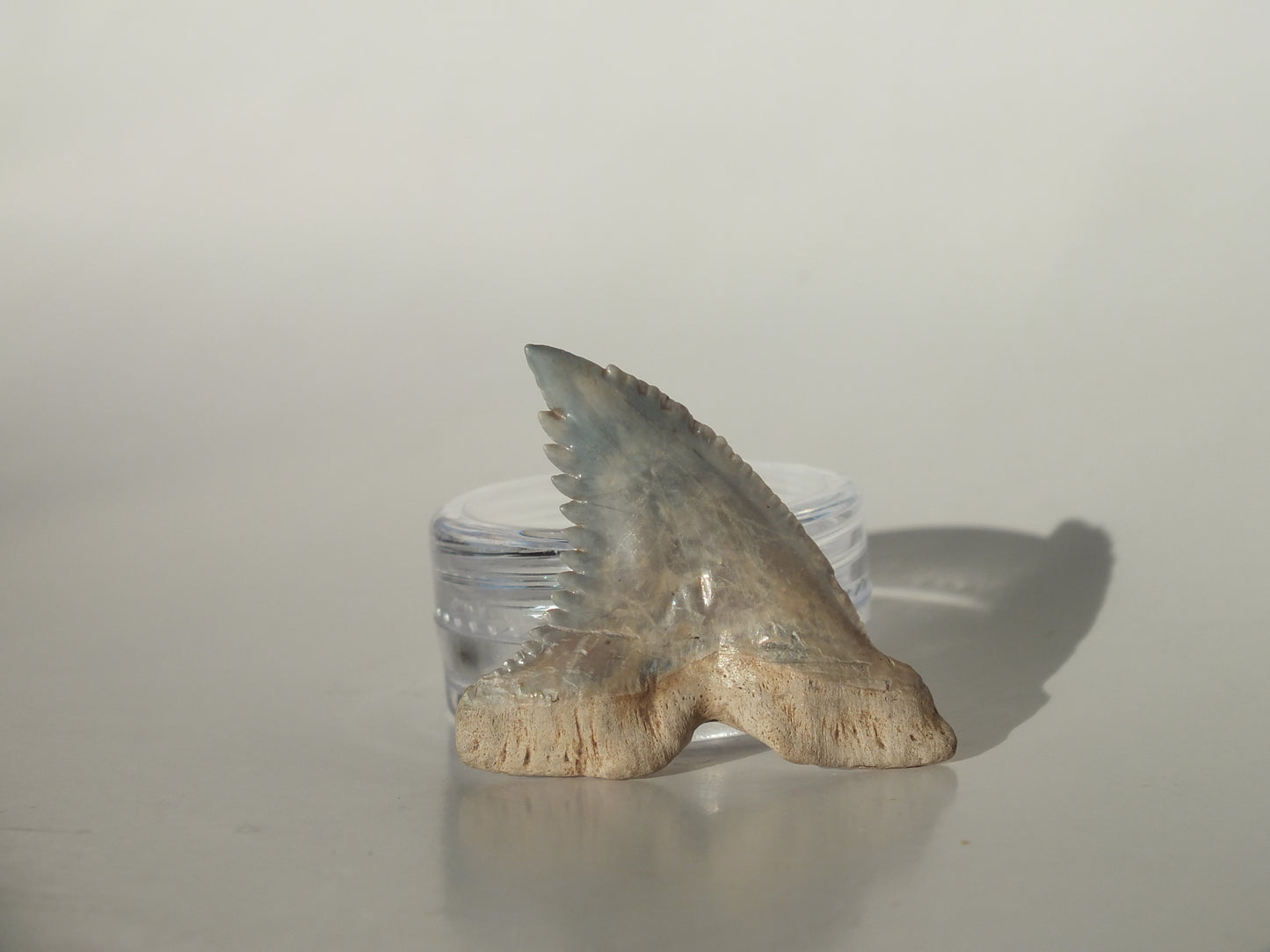 1.43" Hemipristis Serra Tooth (Bone Valley)