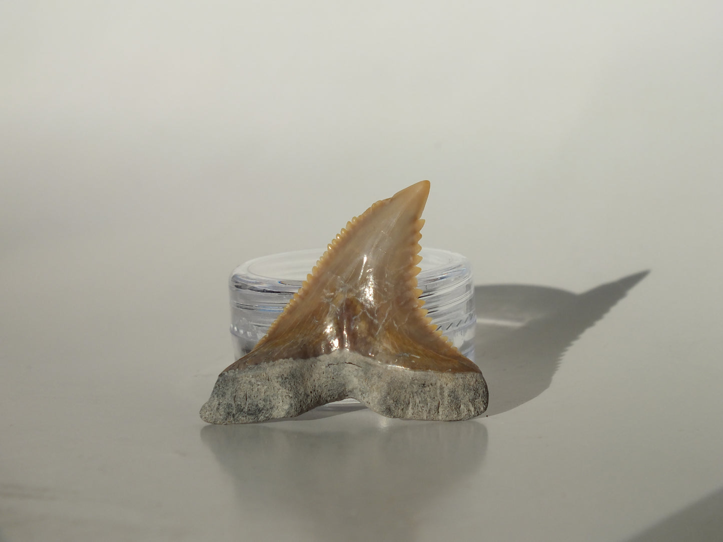 1.42" Hemipristis Serra Tooth (Bone Valley)