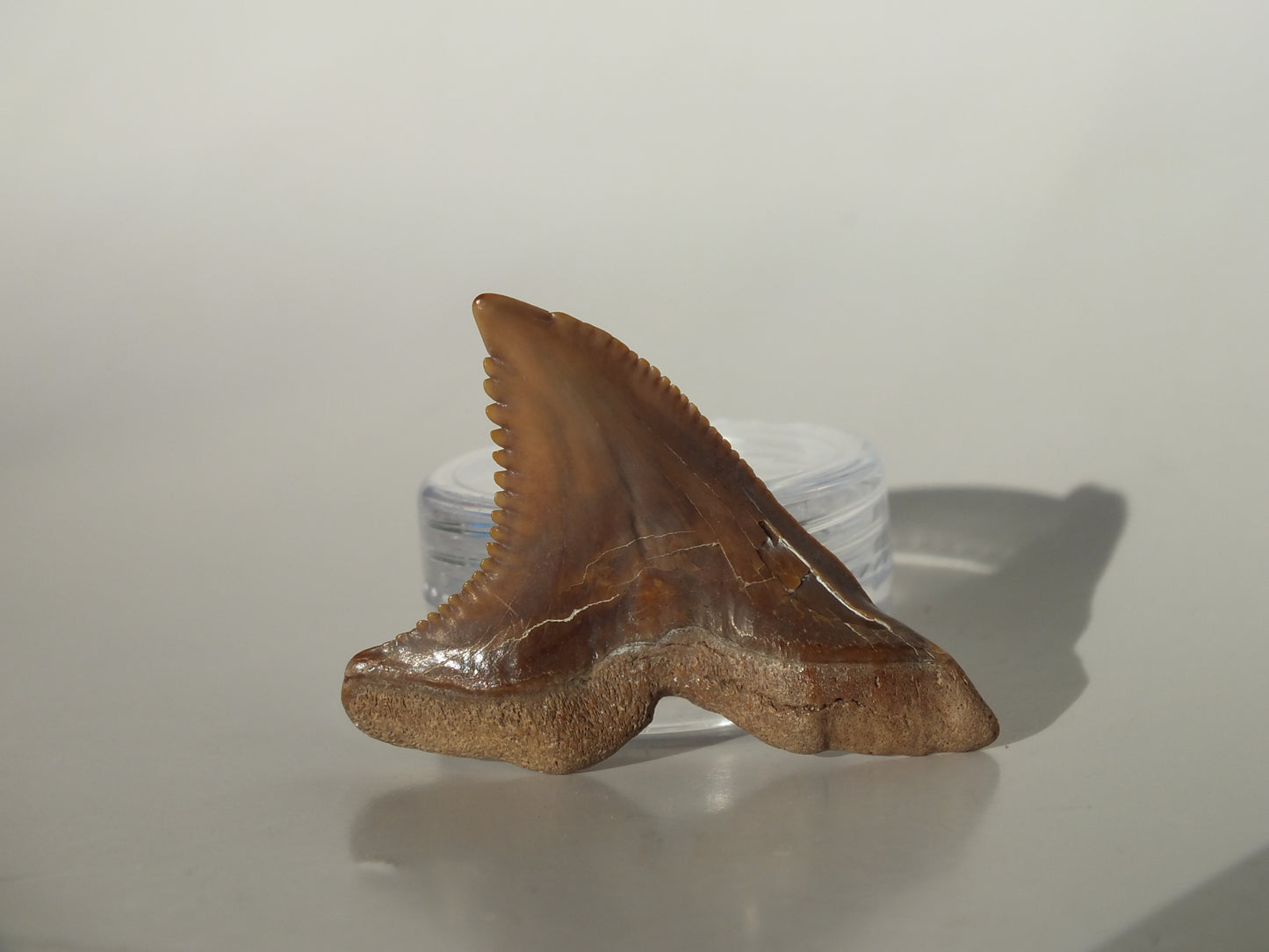 1.53" Hemipristis Serra Tooth (Bone Valley)