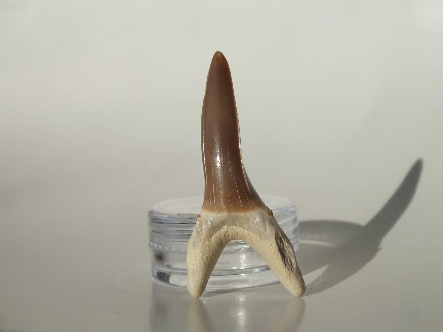 1.83" Striatolamia rossica (Kazakhstan)
